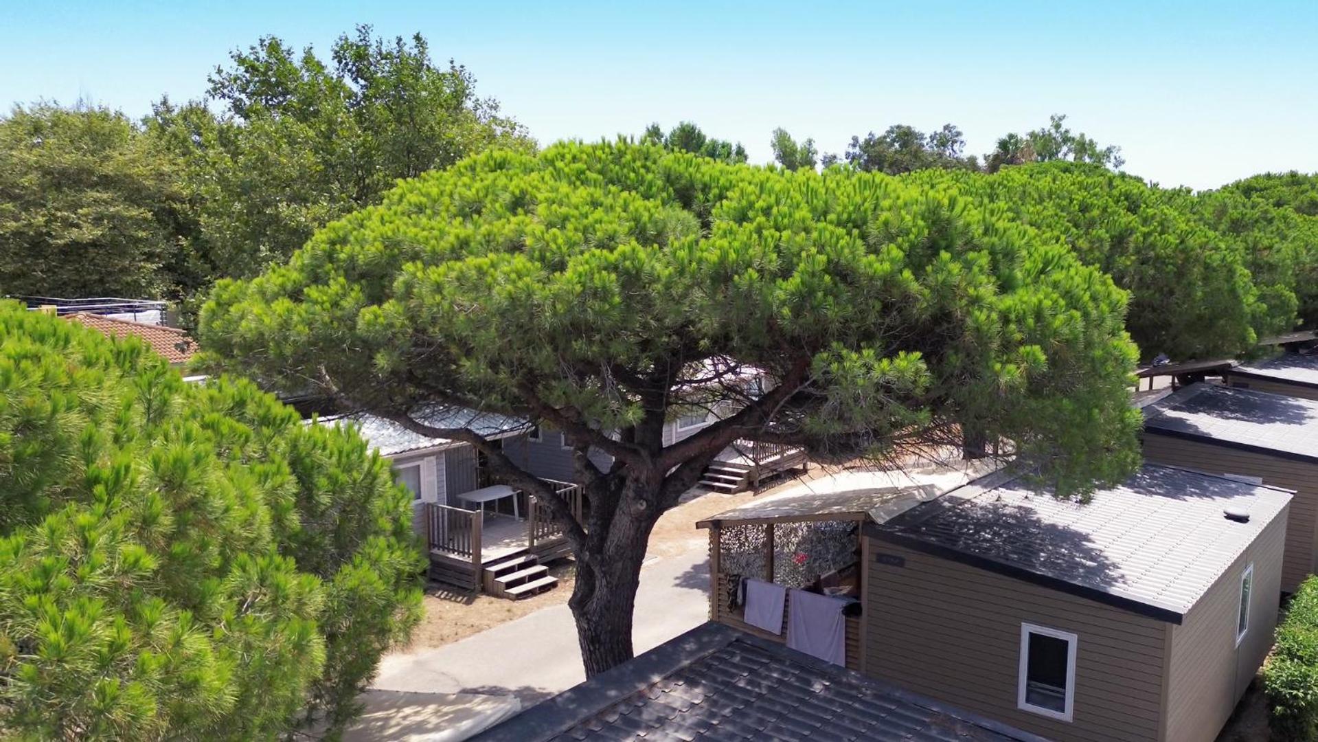 Camping La Bergerie Plage Hyères Екстериор снимка